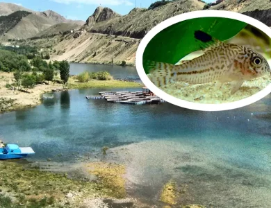 Denenmiş Test Edilmiş Turlar